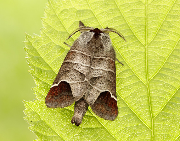 71.027 BF2019 Chocolate-tip Clostera curtula