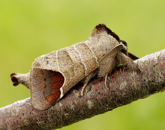 71.027 BF2019 Chocolate-tip Clostera curtula