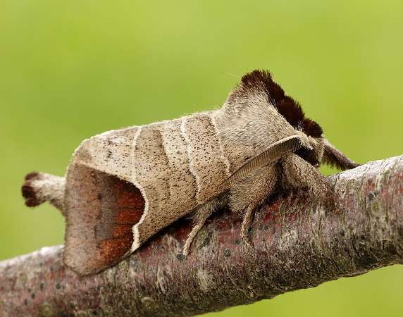71.027 BF2019 Chocolate-tip Clostera curtula