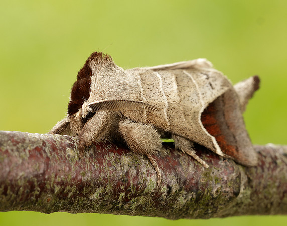 71.027 BF2019 Chocolate-tip Clostera curtula