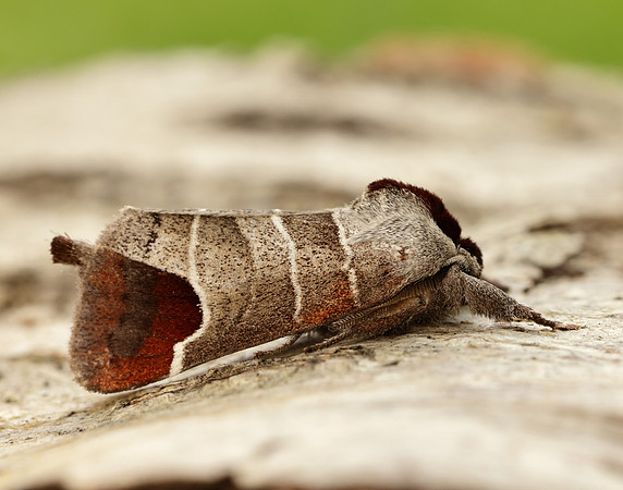 71.027 BF2019 Chocolate-tip Clostera curtula