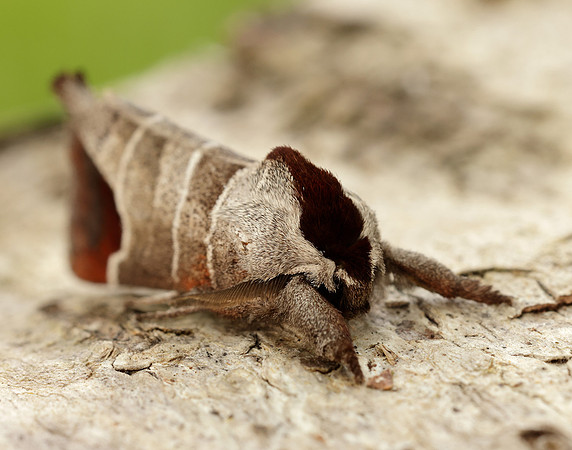 71.027 BF2019 Chocolate-tip Clostera curtula