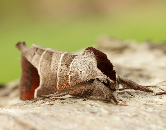 71.027 BF2019 Chocolate-tip Clostera curtula