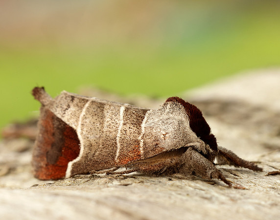 71.027 BF2019 Chocolate-tip Clostera curtula