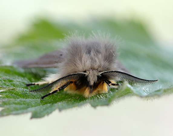 72.022 BF2063 Muslin Moth Diaphora mendica