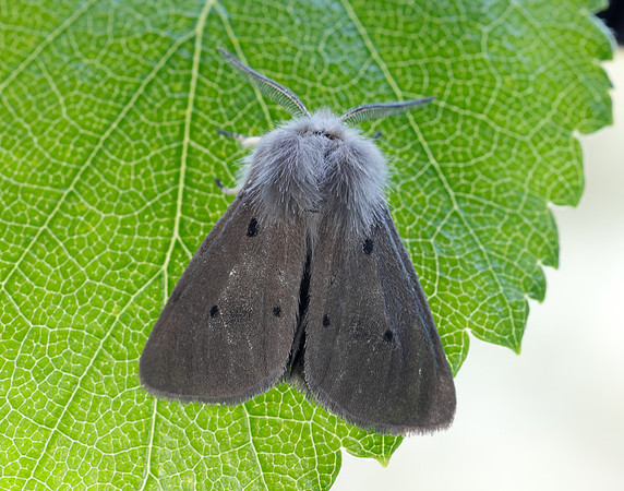 72.022 BF2063 Muslin Moth Diaphora mendica