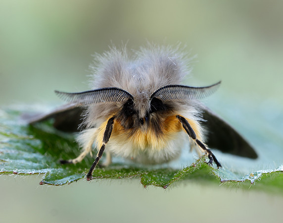 72.022 BF2063 Muslin Moth Diaphora mendica