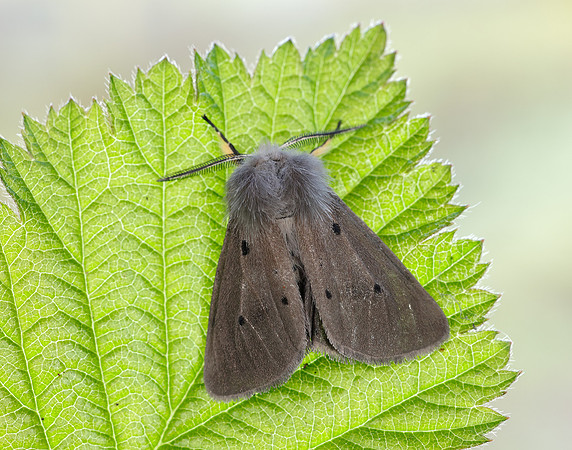 72.022 BF2063 Muslin Moth Diaphora mendica