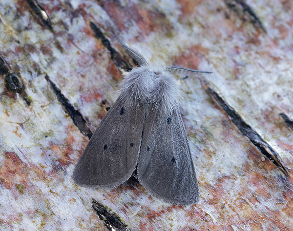 72.022 BF2063 Muslin Moth Diaphora mendica