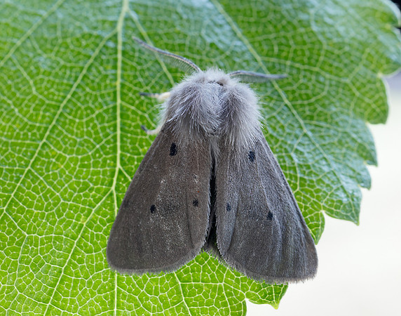 72.022 BF2063 Muslin Moth Diaphora mendica