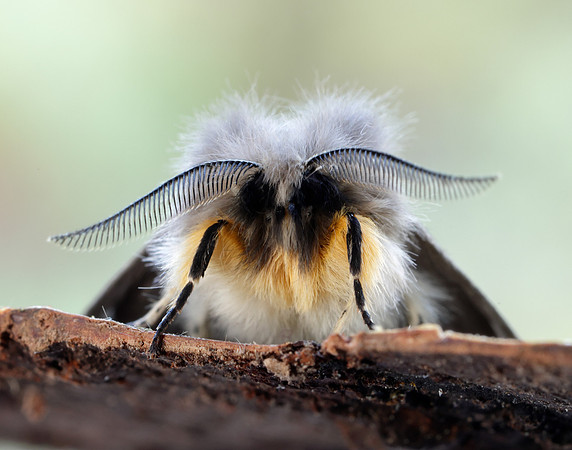 72.022 BF2063 Muslin Moth Diaphora mendica