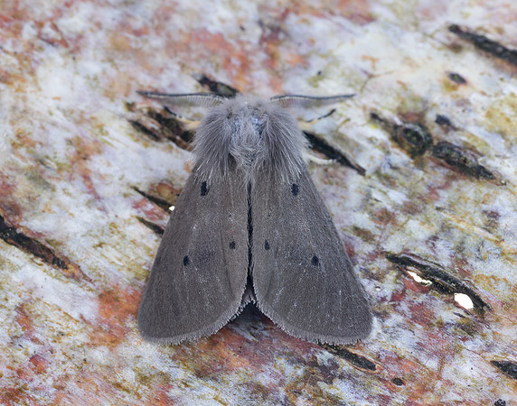 72.022 BF2063 Muslin Moth Diaphora mendica