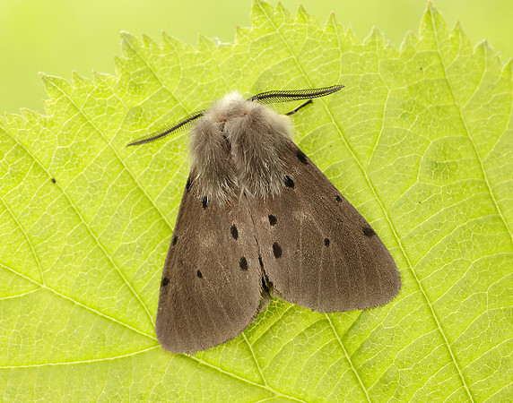 72.022 BF2063 Muslin Moth Diaphora mendica