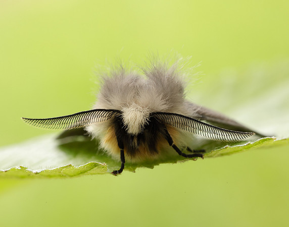 72.022 BF2063 Muslin Moth Diaphora mendica