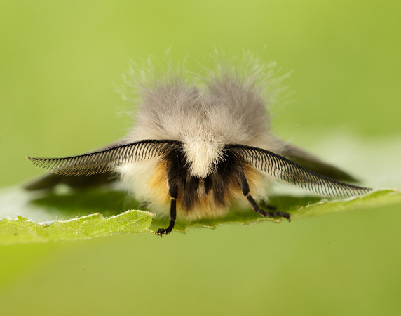72.022 BF2063 Muslin Moth Diaphora mendica