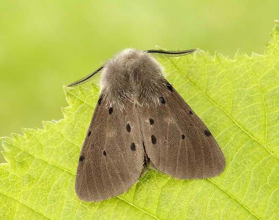 72.022 BF2063 Muslin Moth Diaphora mendica
