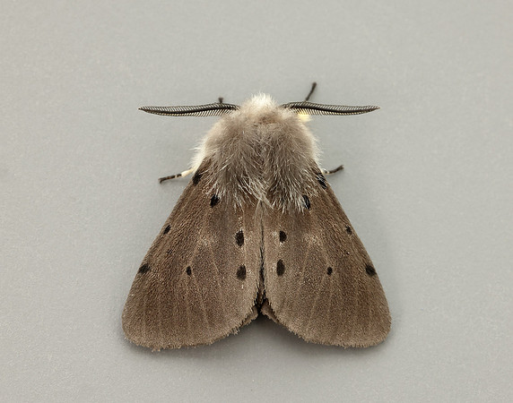 72.022 BF2063 Muslin Moth Diaphora mendica