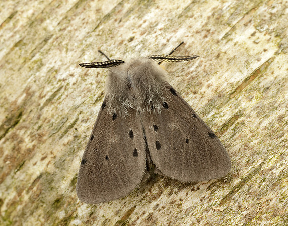 72.022 BF2063 Muslin Moth Diaphora mendica