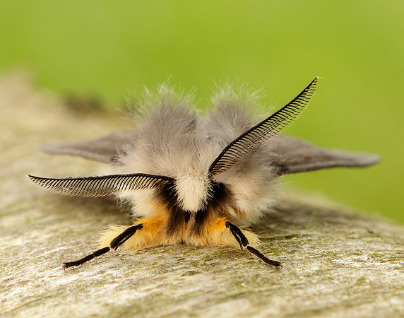 72.022 BF2063 Muslin Moth Diaphora mendica