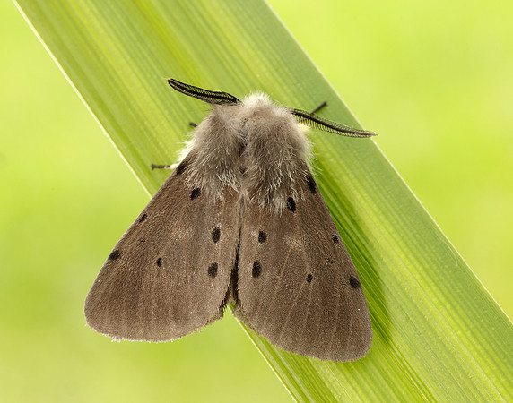 72.022 BF2063 Muslin Moth Diaphora mendica
