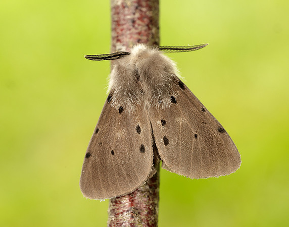 72.022 BF2063 Muslin Moth Diaphora mendica