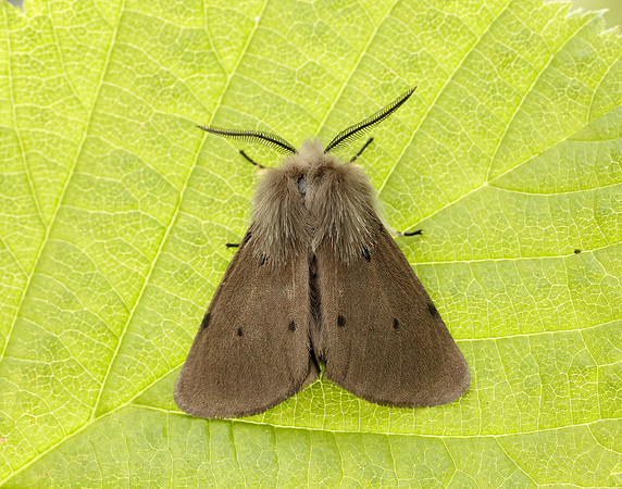 72.022 BF2063 Muslin Moth Diaphora mendica