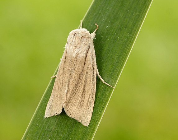 73.035 BF2290 Reed Dagger Simyra albovenosa