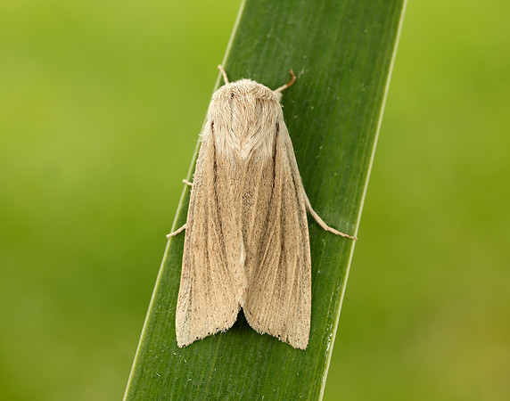 73.035 BF2290 Reed Dagger Simyra albovenosa