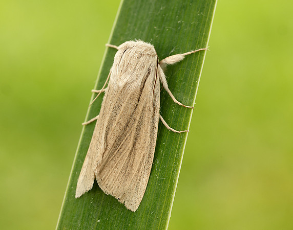 73.035 BF2290 Reed Dagger Simyra albovenosa