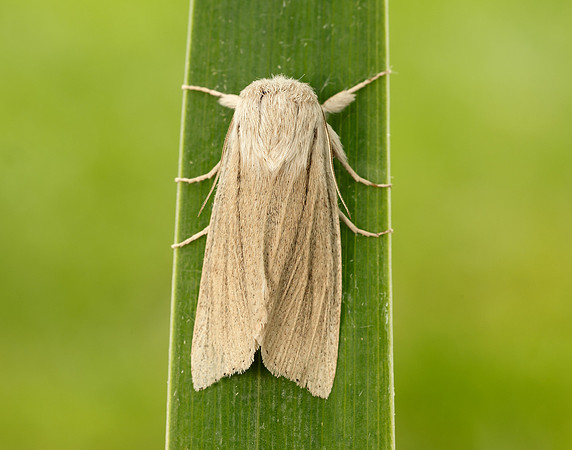 73.035 BF2290 Reed Dagger Simyra albovenosa