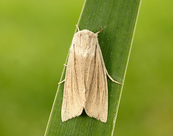 73.035 BF2290 Reed Dagger Simyra albovenosa