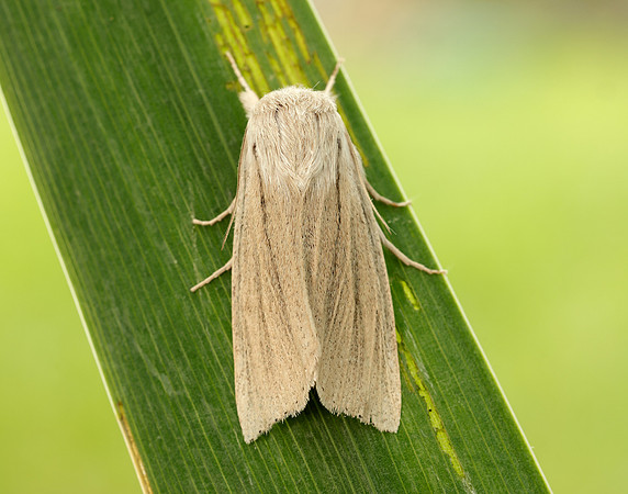 73.035 BF2290 Reed Dagger Simyra albovenosa
