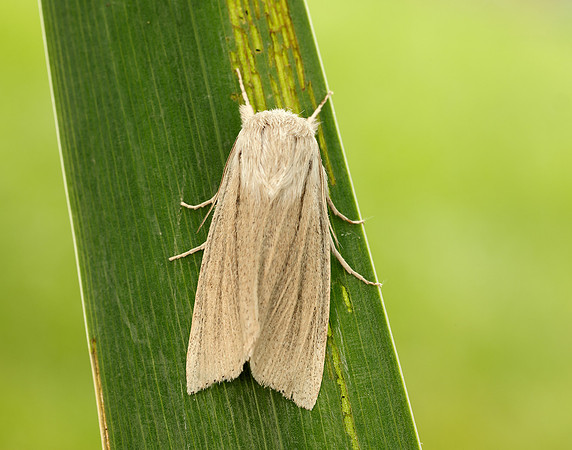 73.035 BF2290 Reed Dagger Simyra albovenosa