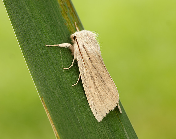 73.035 BF2290 Reed Dagger Simyra albovenosa