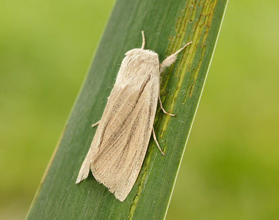 73.035 BF2290 Reed Dagger Simyra albovenosa