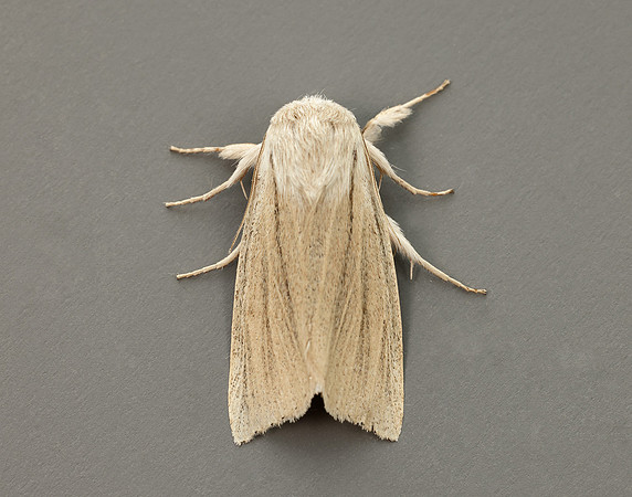 73.035 BF2290 Reed Dagger Simyra albovenosa