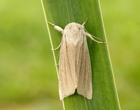 73.035 BF2290 Reed Dagger Simyra albovenosa
