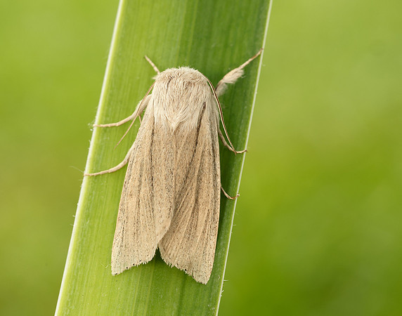 73.035 BF2290 Reed Dagger Simyra albovenosa
