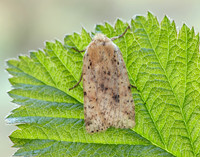 73.197 BF2260 Dotted Chestnut Conistra rubiginea