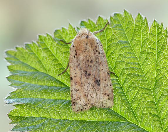 73.197 BF2260 Dotted Chestnut Conistra rubiginea