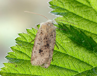 73.197 BF2260 Dotted Chestnut Conistra rubiginea