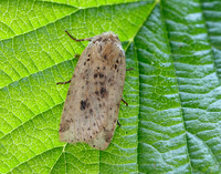 73.197 BF2260 Dotted Chestnut Conistra rubiginea
