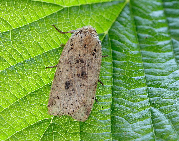 73.197 BF2260 Dotted Chestnut Conistra rubiginea