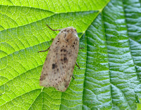 73.197 BF2260 Dotted Chestnut Conistra rubiginea