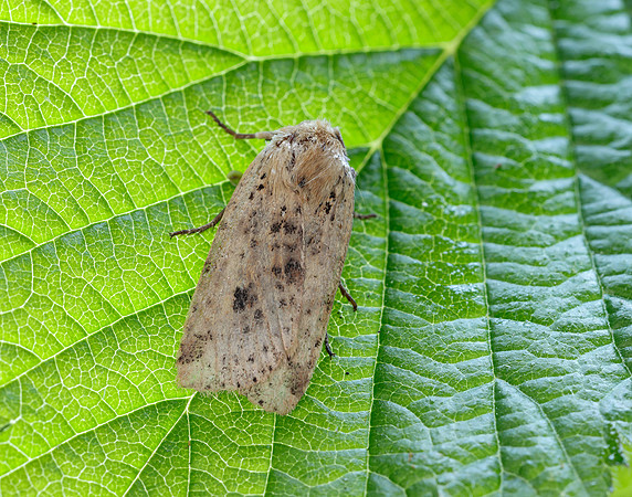 73.197 BF2260 Dotted Chestnut Conistra rubiginea