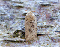 73.197 BF2260 Dotted Chestnut Conistra rubiginea