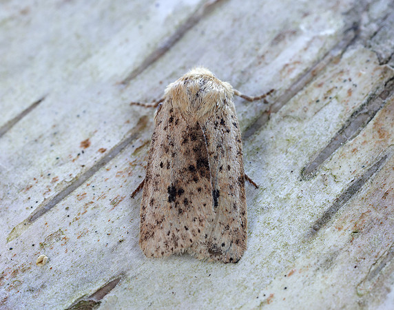 73.197 BF2260 Dotted Chestnut Conistra rubiginea