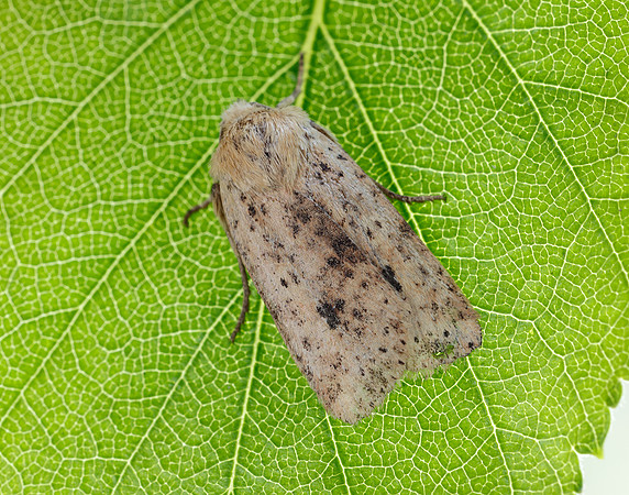 73.197 BF2260 Dotted Chestnut Conistra rubiginea