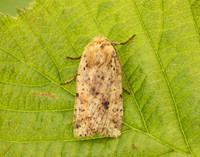 73.197 BF2260 Dotted Chestnut Conistra rubiginea