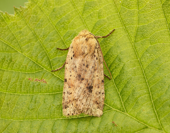 73.197 BF2260 Dotted Chestnut Conistra rubiginea